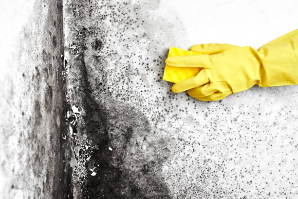 Best Toxic Mold Removal  in Lakeview, OR