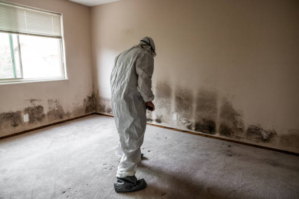 Best Best Mold Removal Companies  in Lakeview, OR