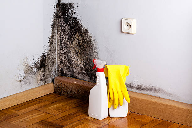 Best Office Mold Removal Services  in Lakeview, OR